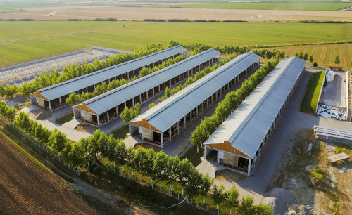 Avicultura şi creşterea porcinelor 